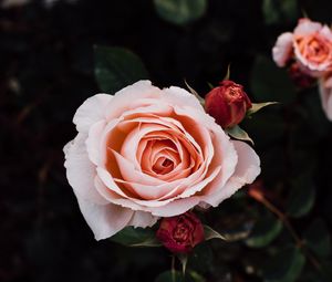 Preview wallpaper roses, buds, petals, flowers