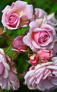 Preview wallpaper roses, buds, petals, flower, pink