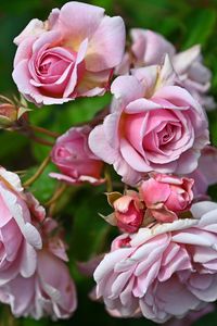 Preview wallpaper roses, buds, petals, flower, pink