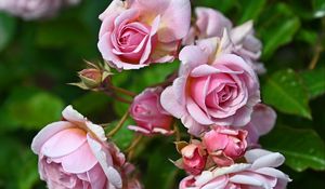 Preview wallpaper roses, buds, petals, flower, pink