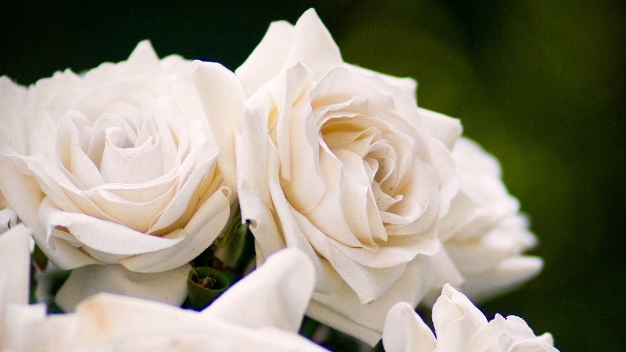 Wallpaper roses, buds, petals, blur, white