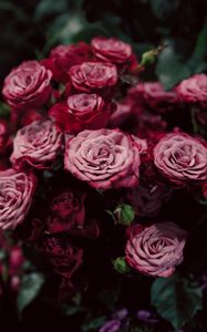 Preview wallpaper roses, buds, pink, blurry, close-up