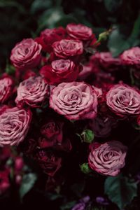 Preview wallpaper roses, buds, pink, blurry, close-up