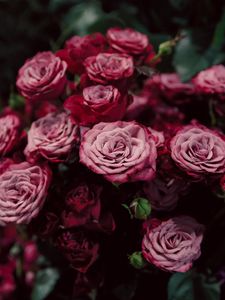 Preview wallpaper roses, buds, pink, blurry, close-up