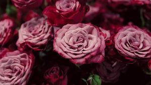 Preview wallpaper roses, buds, pink, blurry, close-up