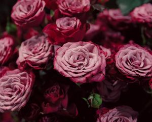 Preview wallpaper roses, buds, pink, blurry, close-up