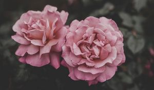 Preview wallpaper roses, buds, pink, blur