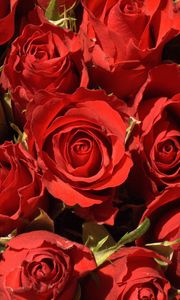 Preview wallpaper roses, buds, red, close-up