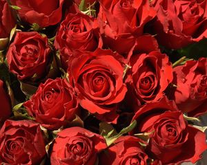 Preview wallpaper roses, buds, red, close-up