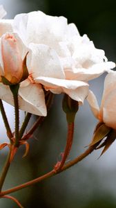 Preview wallpaper roses, buds, twig, white
