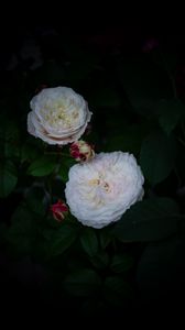 Preview wallpaper roses, buds, white, bush