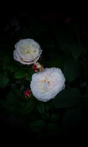 Preview wallpaper roses, buds, white, bush