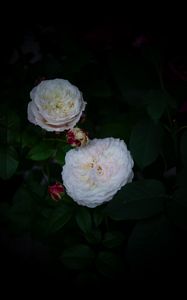 Preview wallpaper roses, buds, white, bush