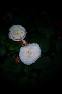 Preview wallpaper roses, buds, white, bush