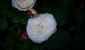 Preview wallpaper roses, buds, white, bush