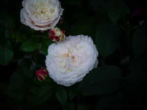 Preview wallpaper roses, buds, white, bush