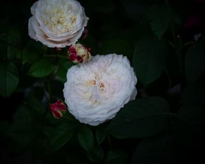 Preview wallpaper roses, buds, white, bush