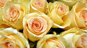 Preview wallpaper roses, buds, yellow, many