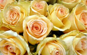 Preview wallpaper roses, buds, yellow, many