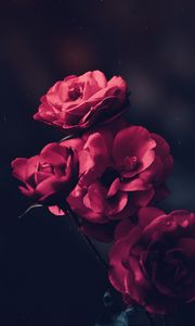 Preview wallpaper roses, bush, bloom, buds, pink