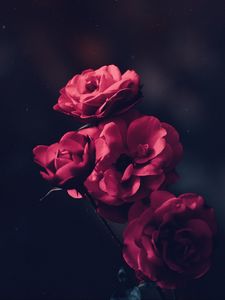 Preview wallpaper roses, bush, bloom, buds, pink