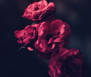 Preview wallpaper roses, bush, bloom, buds, pink