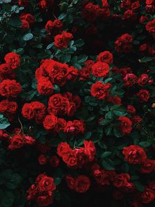 Preview wallpaper roses, bush, bloom, garden, red, contrast
