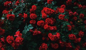 Preview wallpaper roses, bush, bloom, garden, red, contrast