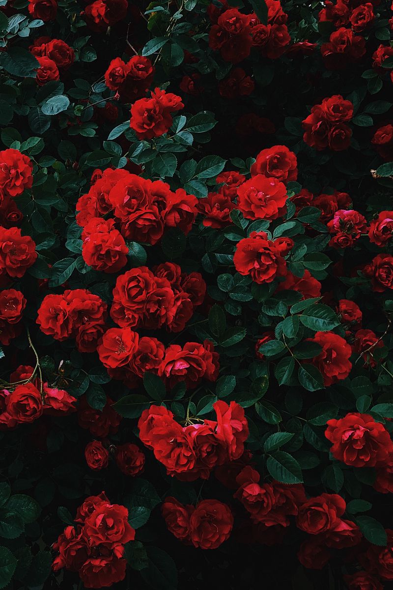 800x1200 Wallpaper roses, bush, bloom, garden, red, contrast