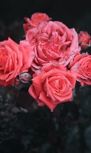 Preview wallpaper roses, bush, buds