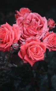 Preview wallpaper roses, bush, buds