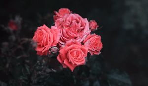Preview wallpaper roses, bush, buds