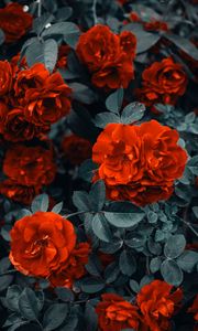 Preview wallpaper roses, bush, flowers, buds, red