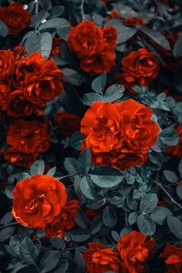 Preview wallpaper roses, bush, flowers, buds, red