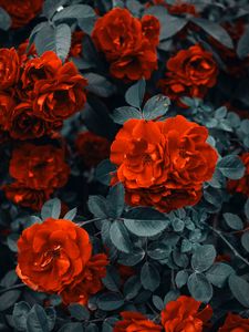 Preview wallpaper roses, bush, flowers, buds, red
