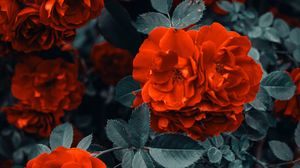 Preview wallpaper roses, bush, flowers, buds, red