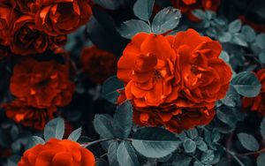 Preview wallpaper roses, bush, flowers, buds, red