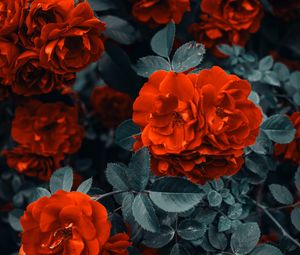 Preview wallpaper roses, bush, flowers, buds, red