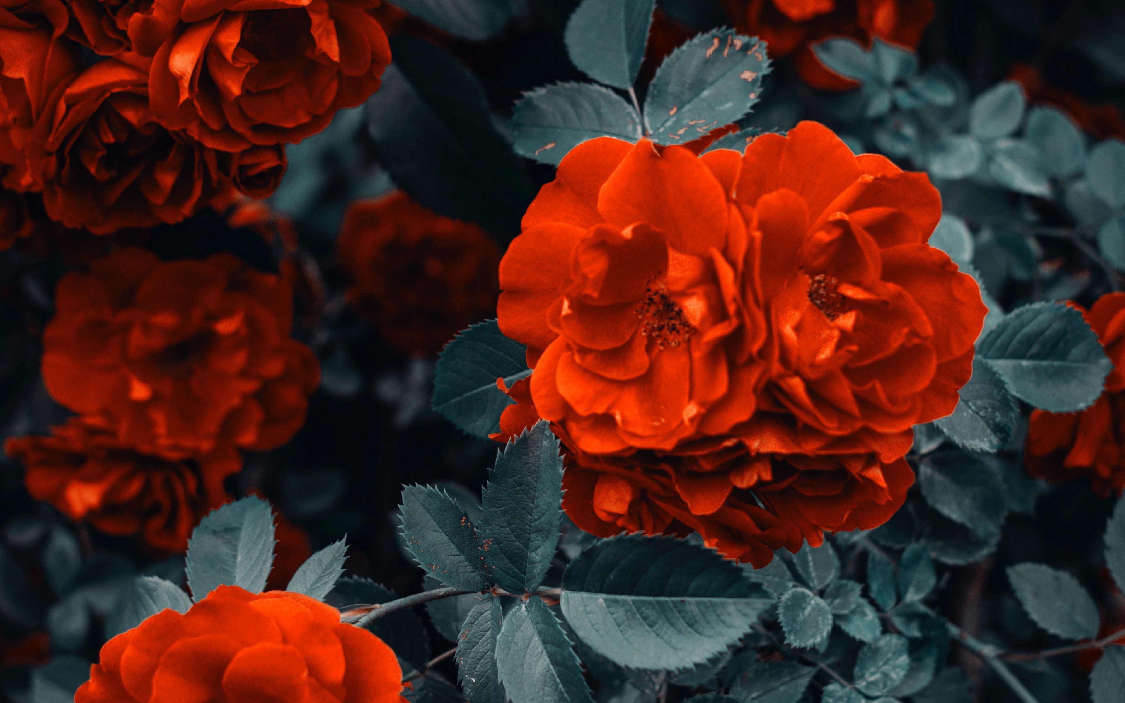 Download wallpaper 3840x2400 roses, bush, flowers, buds, red 4k ultra ...