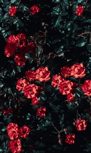 Preview wallpaper roses, bush, garden, sunlight