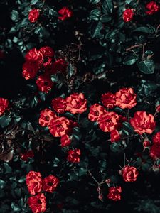 Preview wallpaper roses, bush, garden, sunlight