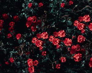 Preview wallpaper roses, bush, garden, sunlight