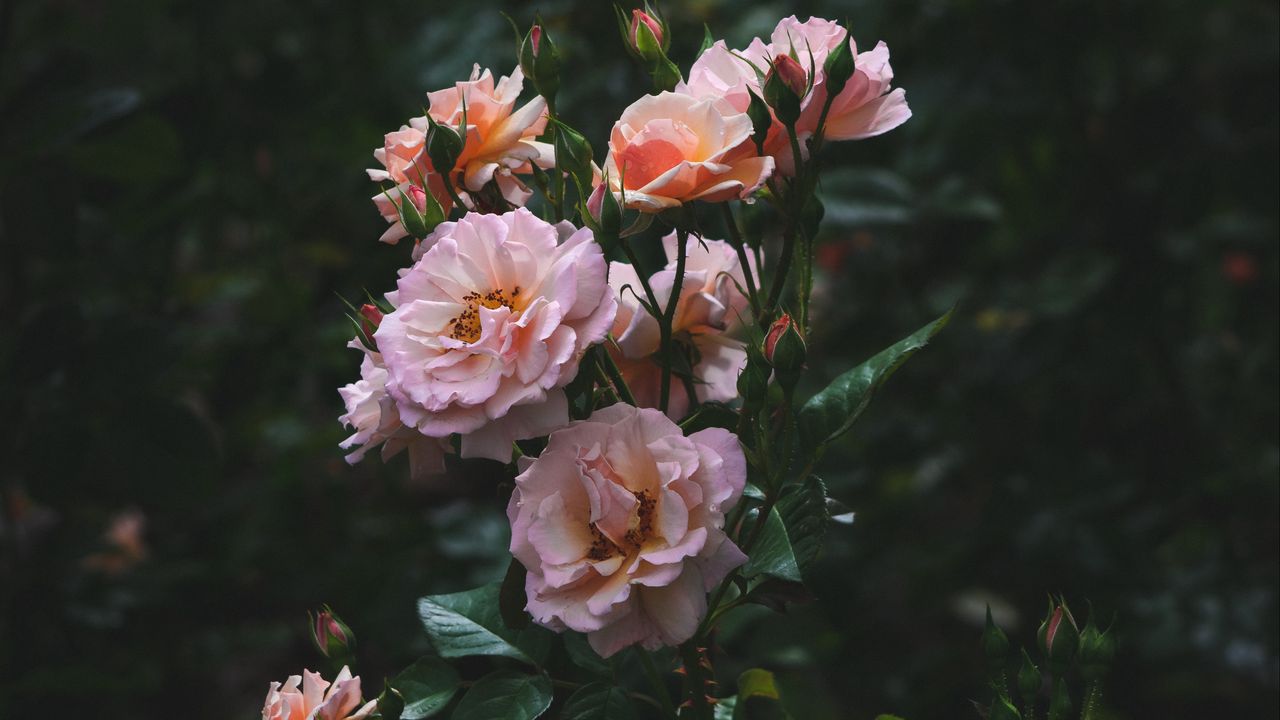 Wallpaper roses, bush, garden, flowering, buds