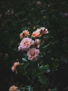 Preview wallpaper roses, bush, garden, flowering, buds
