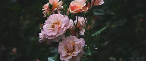 Preview wallpaper roses, bush, garden, flowering, buds