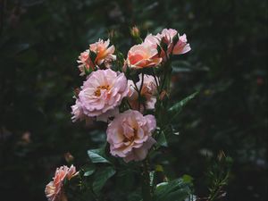 Preview wallpaper roses, bush, garden, flowering, buds