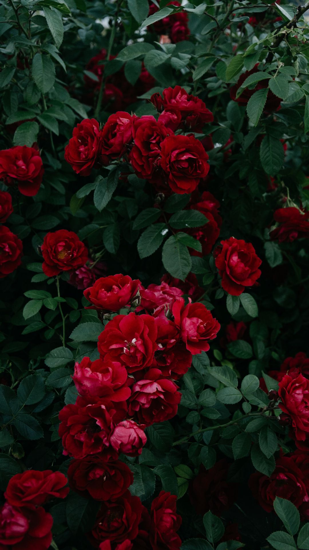 Download wallpaper 1080x1920 roses, bush, garden, bud, red, bloom ...