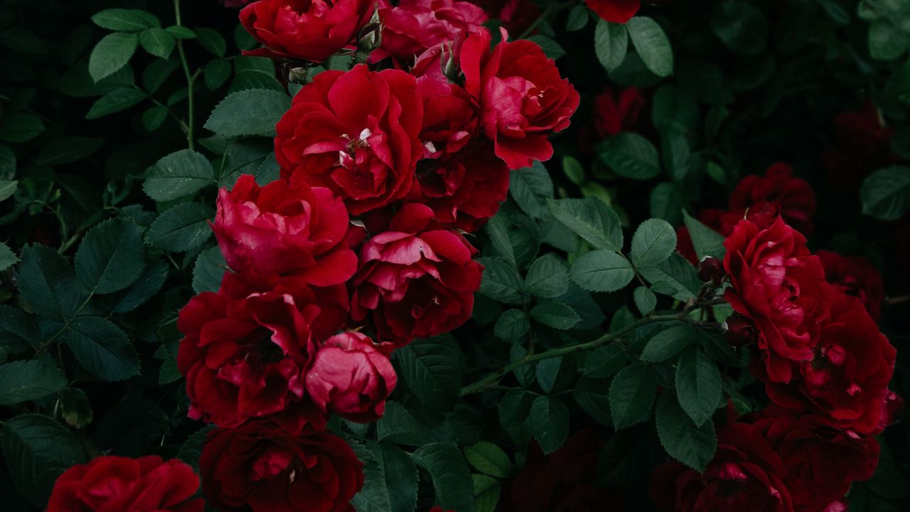 Wallpaper roses, bush, garden, bud, red, bloom, leaves