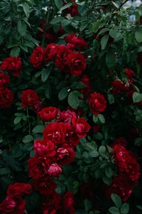Preview wallpaper roses, bush, garden, bud, red, bloom, leaves
