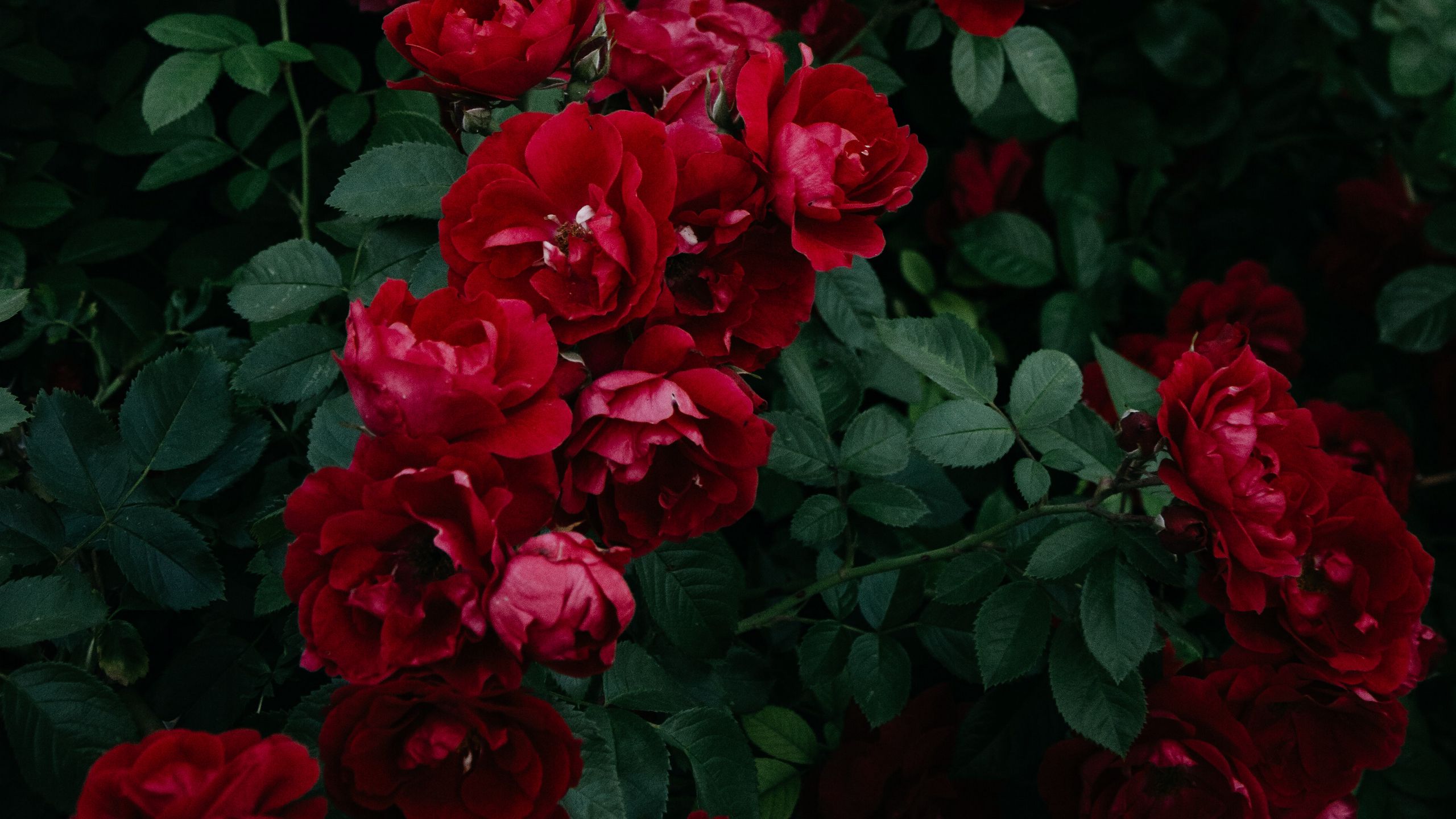 Download wallpaper 2560x1440 roses, bush, garden, bud, red, bloom ...